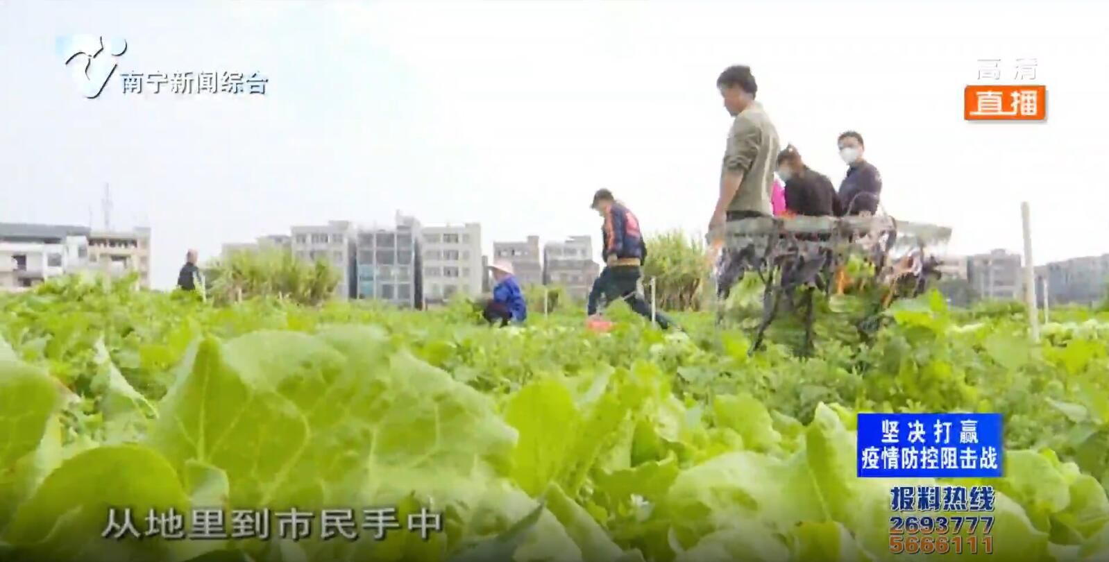 西乡塘区：从田间地头直达百姓餐桌 电商配送填满“菜篮子”