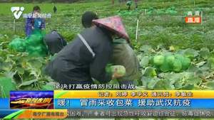 暖！冒雨采收包菜 援助武汉抗疫