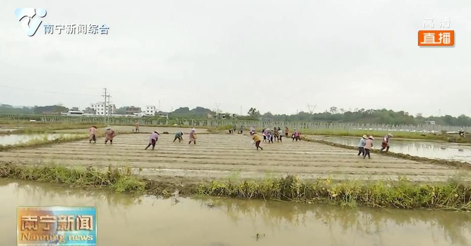 隆安：机械化助力早稻育秧