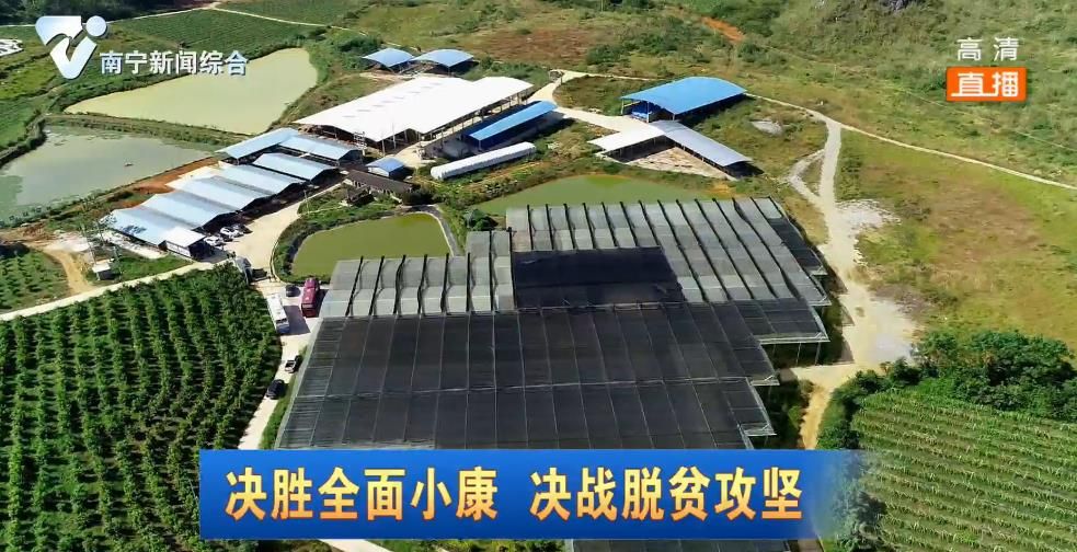 新华社关注我市脱贫攻坚工作亮点和成效  刊发《“头雁”领飞“群雁”随——广西南宁致富带头人助力乡村脱贫增收》