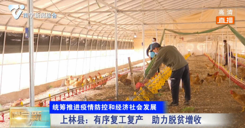 【统筹推进疫情防控和经济社会发展】上林县：有序复工复产  助力脱贫增收