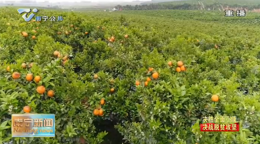 【决胜全面小康  决战脱贫攻坚】沃柑有销路 家禽稳生产《人民日报》刊发文章关注我市农产品稳产促销工作