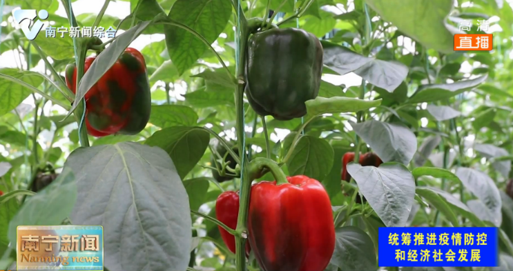 防疫不误农时  实干不负春光  南宁各地春耕春种掀起热潮