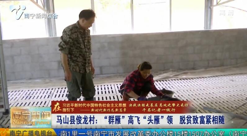 千名记者一线行丨马山县俊龙村：“群雁”高飞“头雁”领 脱贫致富紧相随