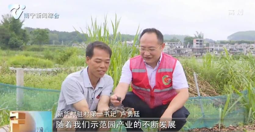 千名记者一线行丨马山县新华村：多样化产业撑起的村民的致富梦