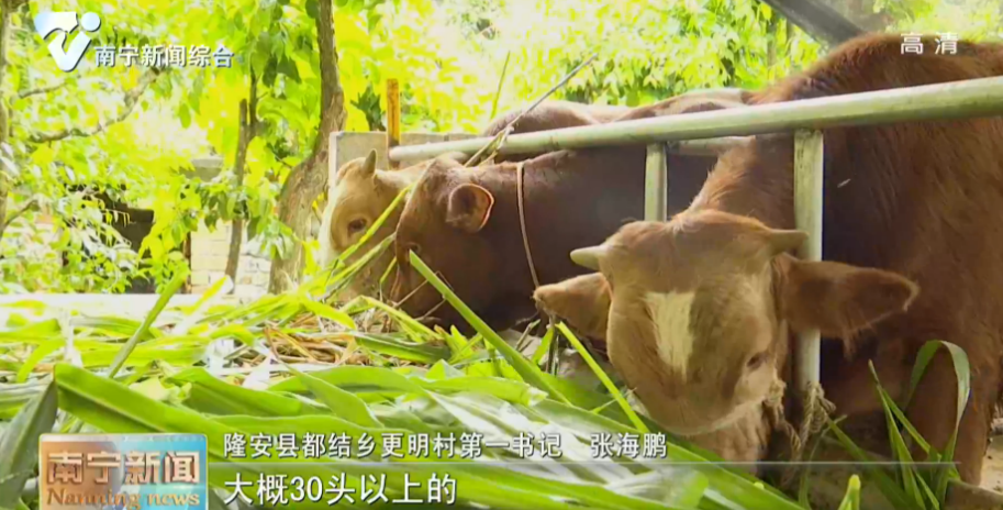 千名记者一线行丨隆安县更明村：肉牛养殖兴发展   产业覆盖稳收入