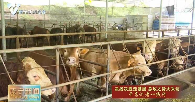 千名记者一线行丨马山县雅联村：幸福是奋斗出来的  要干才有希望