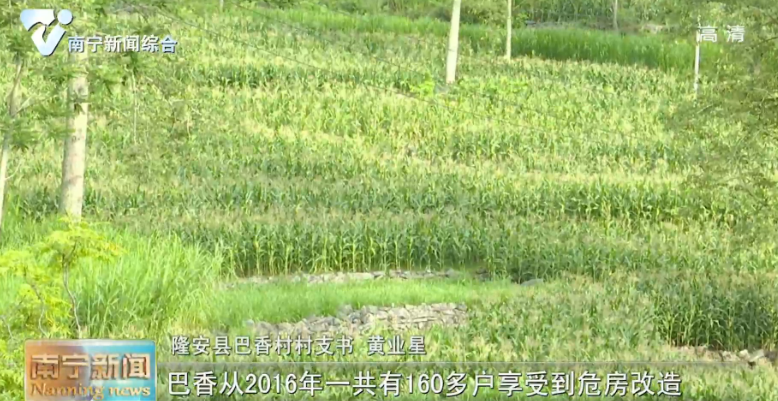 千名记者一线行丨隆安县巴香村：特色种养促增收 产业扶贫出实效