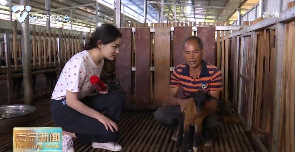 千名记者一线行丨宾阳六蒙村：产业领头羊    激发新动力