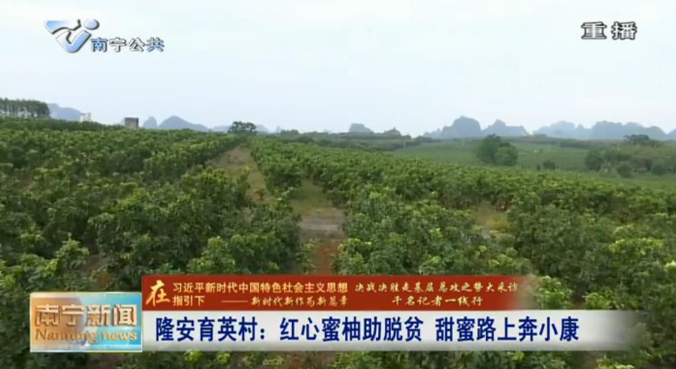千名记者一线行丨隆安育英村：红心蜜柚助脱贫 甜蜜路上奔小康
