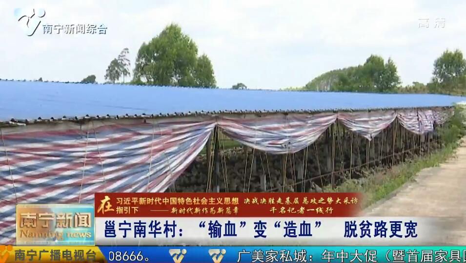 千名记者一线行丨邕宁区南华村：“输血”变“造血”  脱贫路更宽