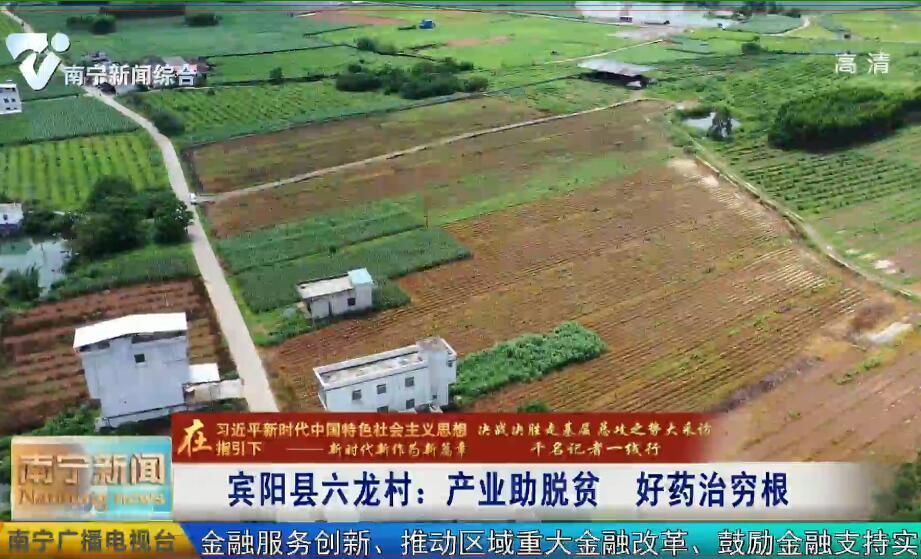 千名记者一线行丨宾阳县六龙村：产业助脱贫  好药治穷根
