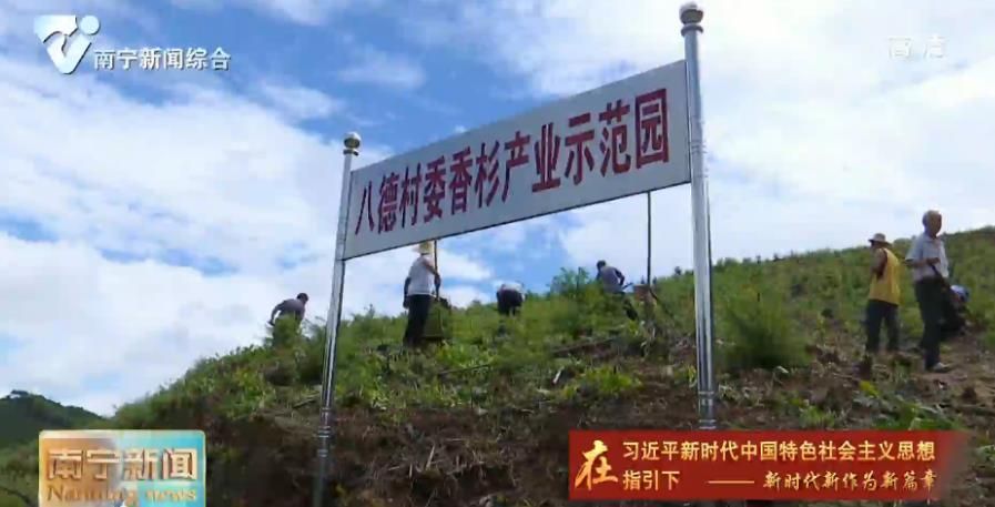 千名记者一线行丨宾阳八德村：找准定位谋出路   落地生根香杉秀