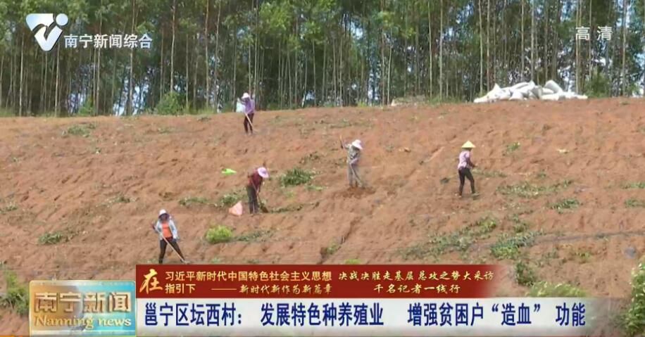 千名记者一线行丨邕宁区坛西村：发展特色种养殖业 增强贫困户“造血” 功能