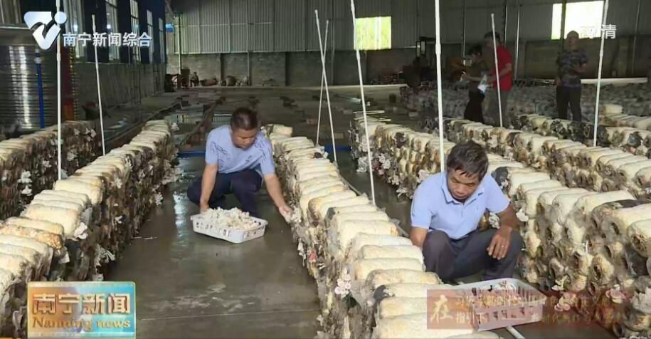 千名记者一线行丨武鸣区九里村：“菌”香果甜   脱贫致富劲头足