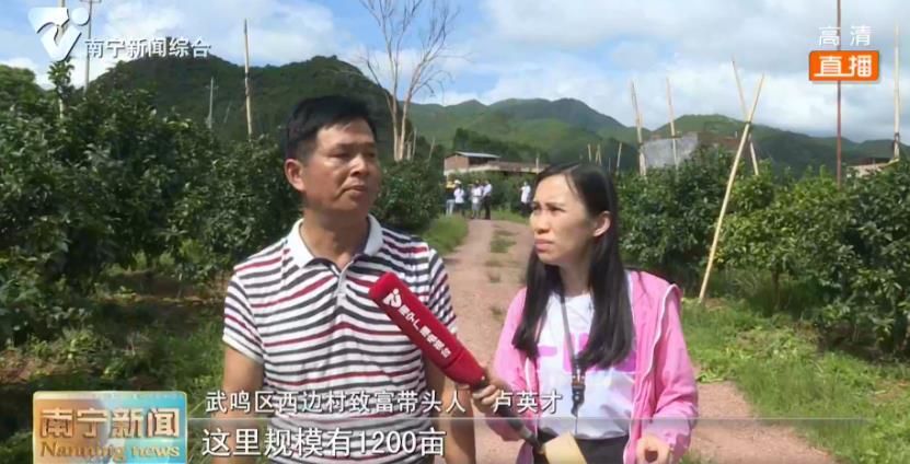 千名记者一线行丨武鸣西边村：产业“造血”   让乡村脱贫更有底气