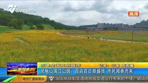 【创建全国文明城市】灵龟山滨江公园：百亩百日草盛放 市民闻香而来