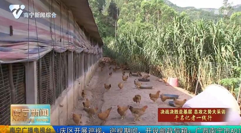 千名记者一线行丨青秀区枫木村：经济林下养山鸡 党员领跑致富路