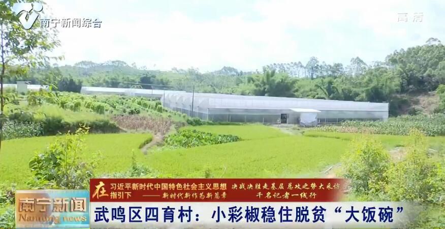 千名记者一线行丨武鸣区四育村：小彩椒稳住脱贫“大饭碗”