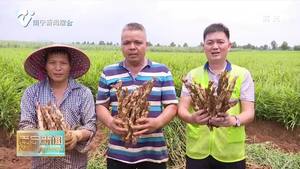 千名记者一线行丨西乡塘区同富村：盘活土地资源 促进产业兴旺