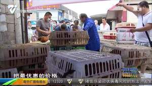 爱心助农·我接力：生态土鸡运抵南宁  市民们赞不绝口