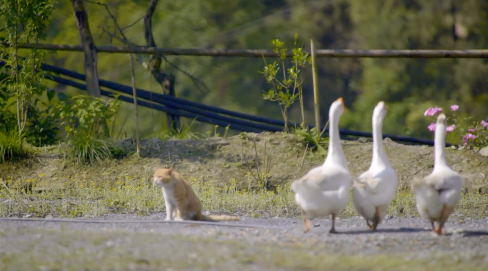 《一村一寨总关情》第一季 重庆胜地社区