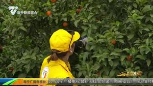 一氧化碳無情人有情 陸家6萬斤砂糖橘有著落了！