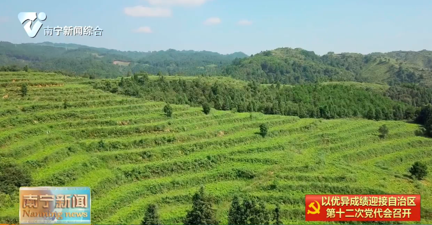 因地制宜发展中药材种植 特色产业开出致富良方