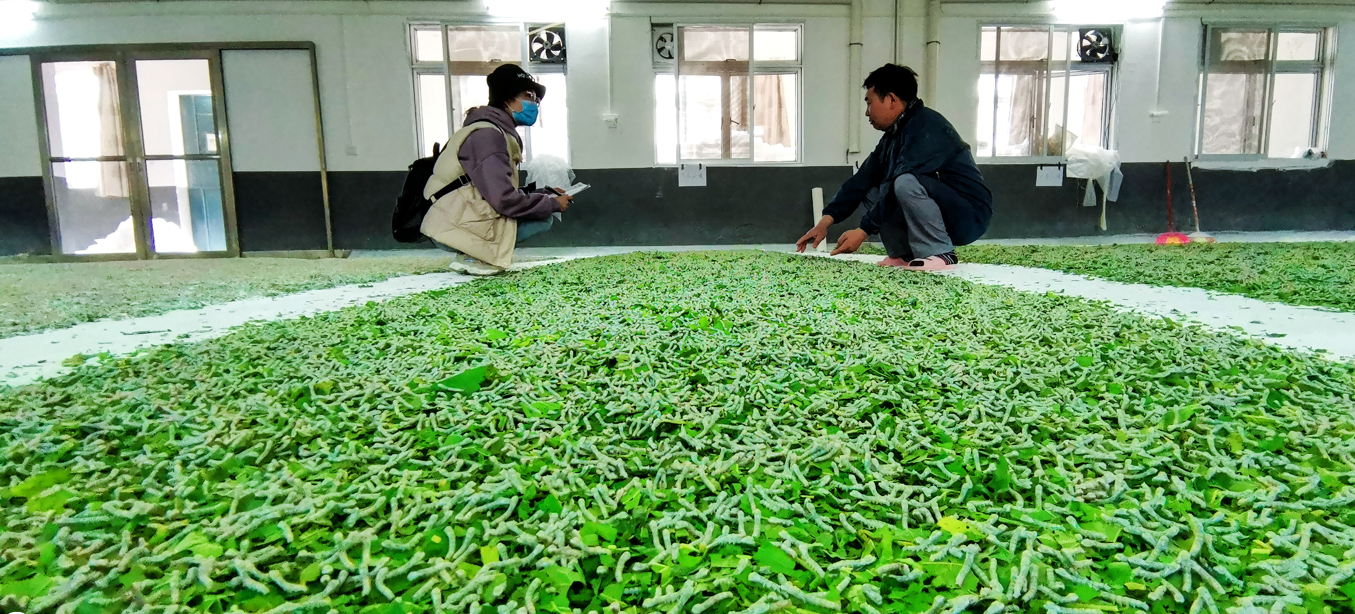 崇左：桑蚕铺就致富路