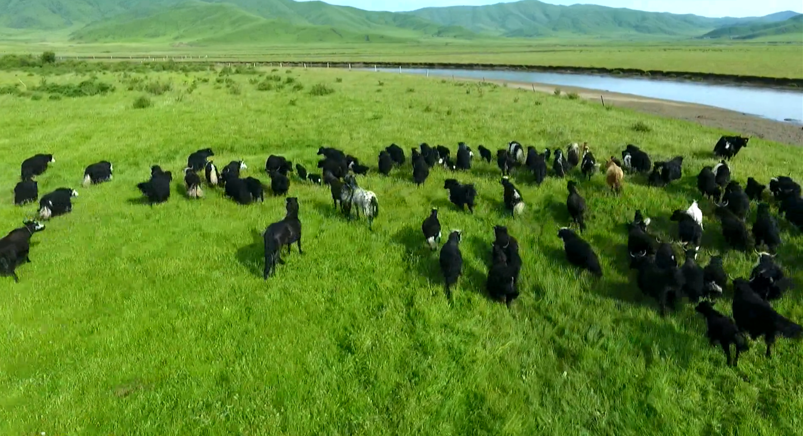 《脱贫在行动》 1阿妈的牛粪车