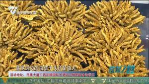 2021西藏那曲冬虫夏草春季特卖会现已开启