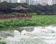 夏日花兒分外紅，鳥兒三口戲荷塘