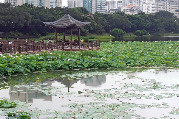 夏日花兒分外紅，鳥兒三口戲荷塘
