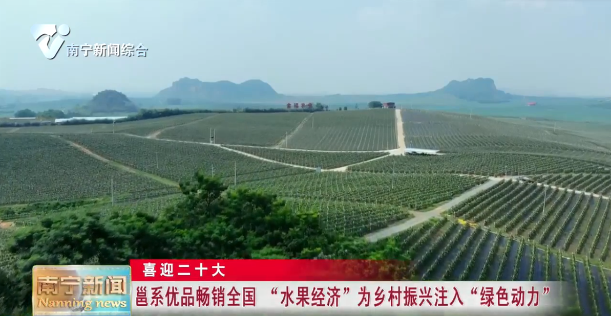 邕系优品畅销全国  “水果经济”为乡村振兴注入“绿色动力”