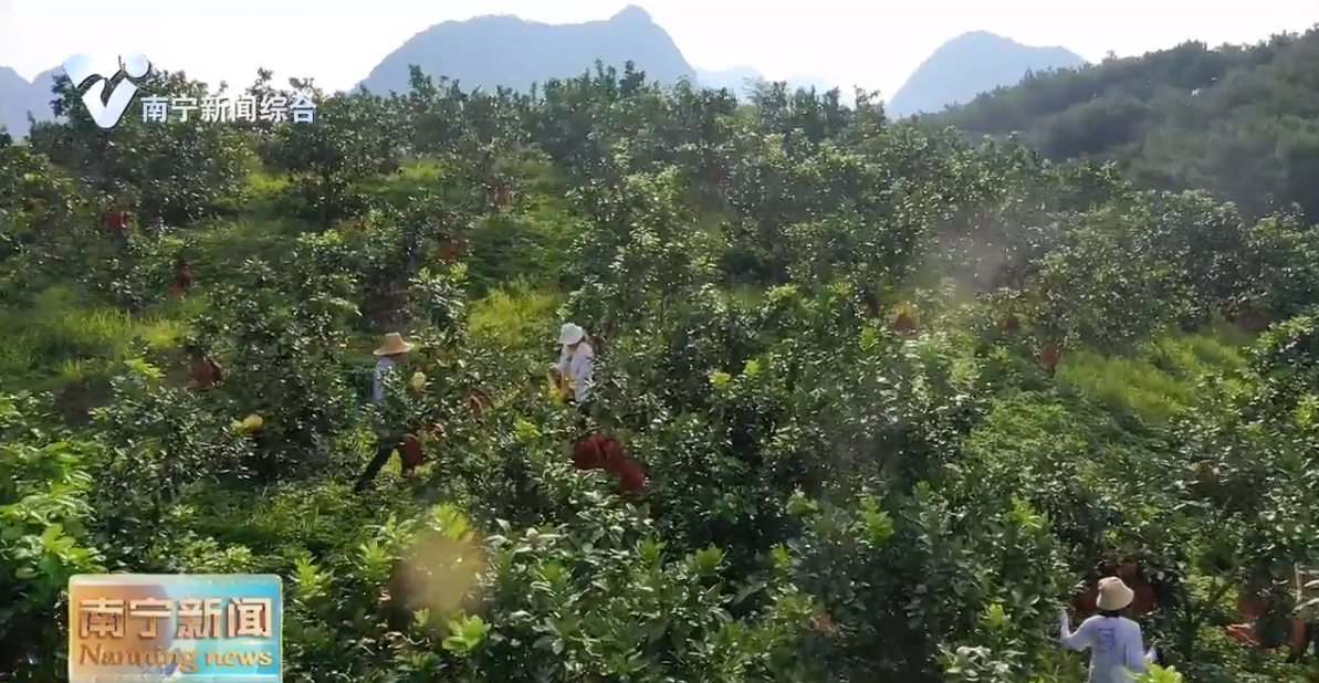 竹林长出致富笋 蜜柚甜出新生活