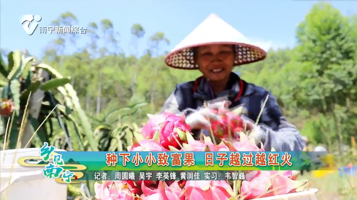 种下小小致富果 日子越过越红火