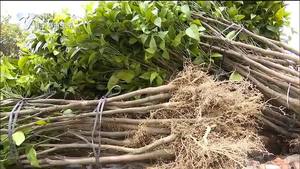 【第44个全民义务植树节】大手拉小手 共植一片绿