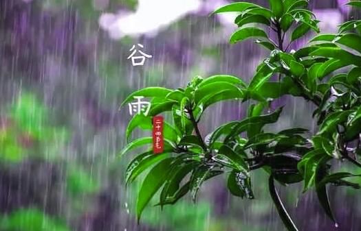 谷雨的传说