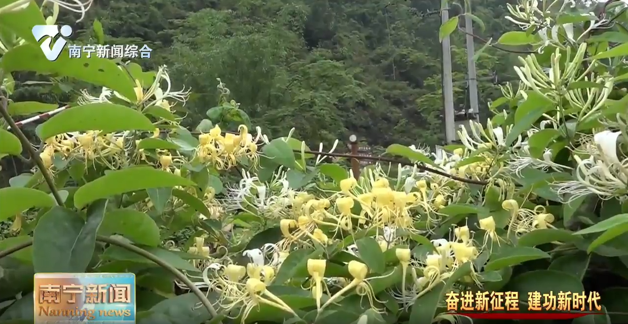 科技赋能气象新  特色农业促增收