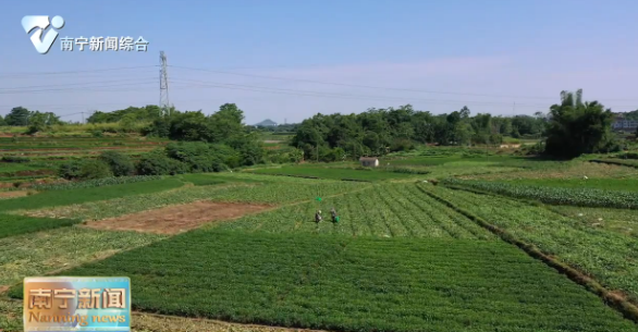 种好“菜园子”  丰富“菜篮子”     聚焦产业发展助力乡村振兴