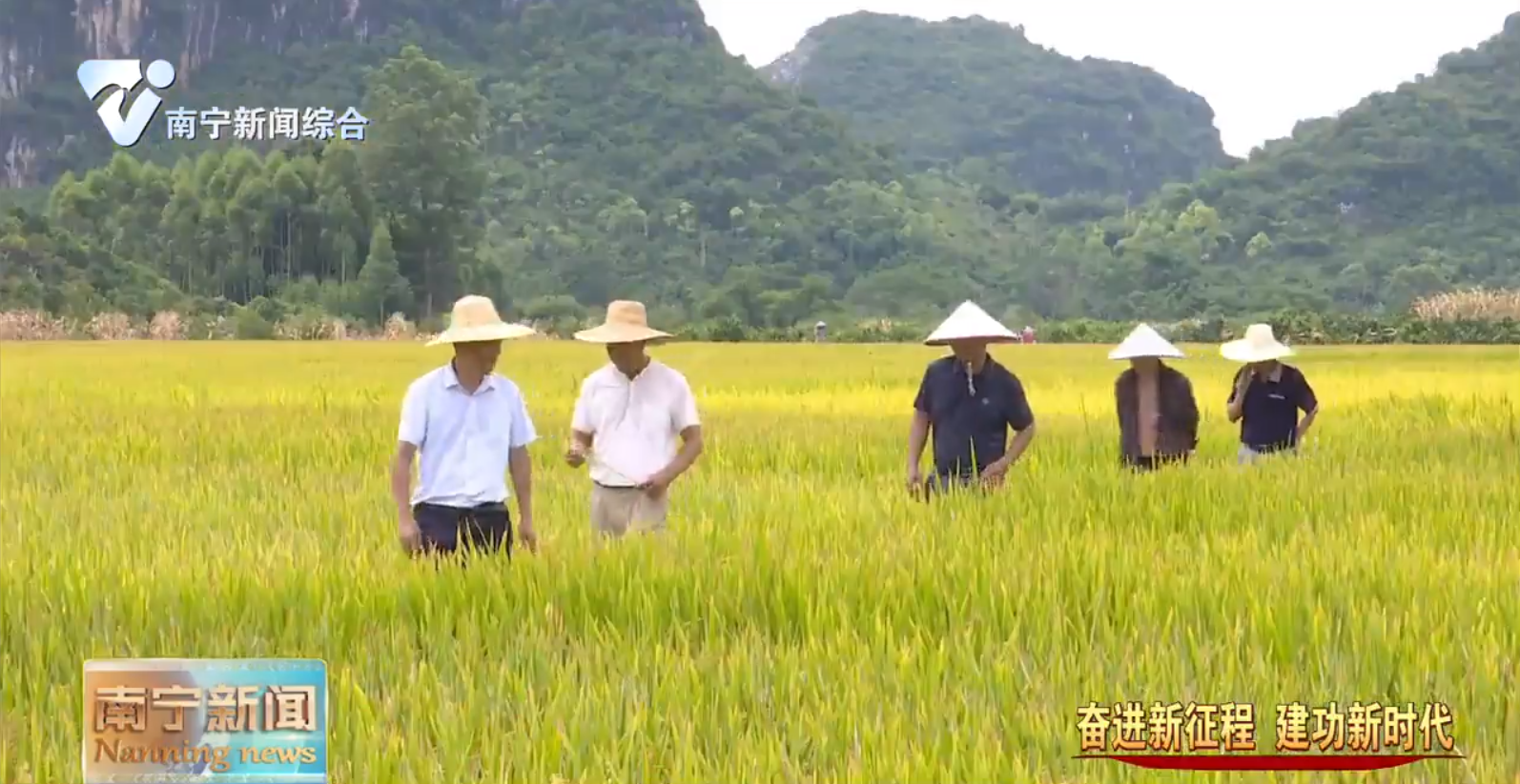 早稻喜获丰收   晚稻抢种工作陆续开展