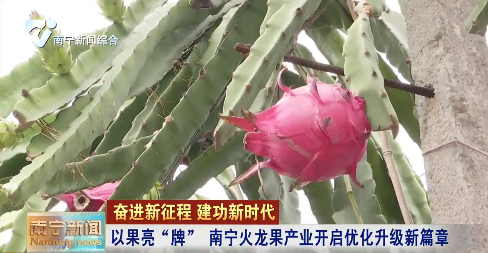 以果亮“牌”  南宁火龙果产业开启优化升级新篇章 