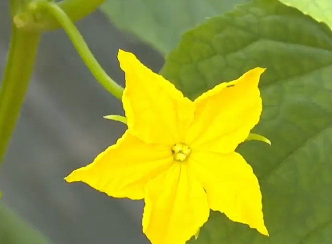 荒地变身丰收田 “新农人”干起新农活