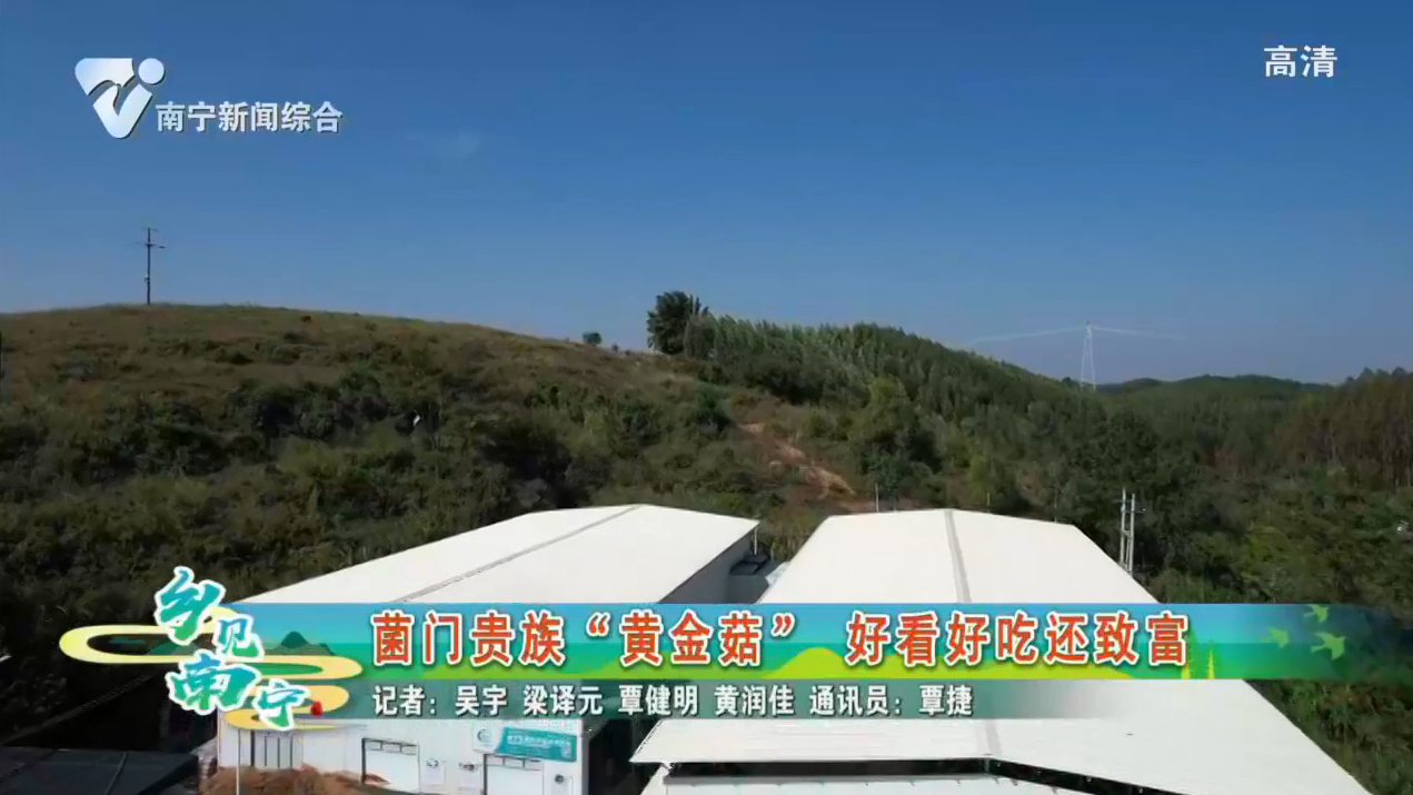 菌门贵族“黄金菇” 好看好吃还致富