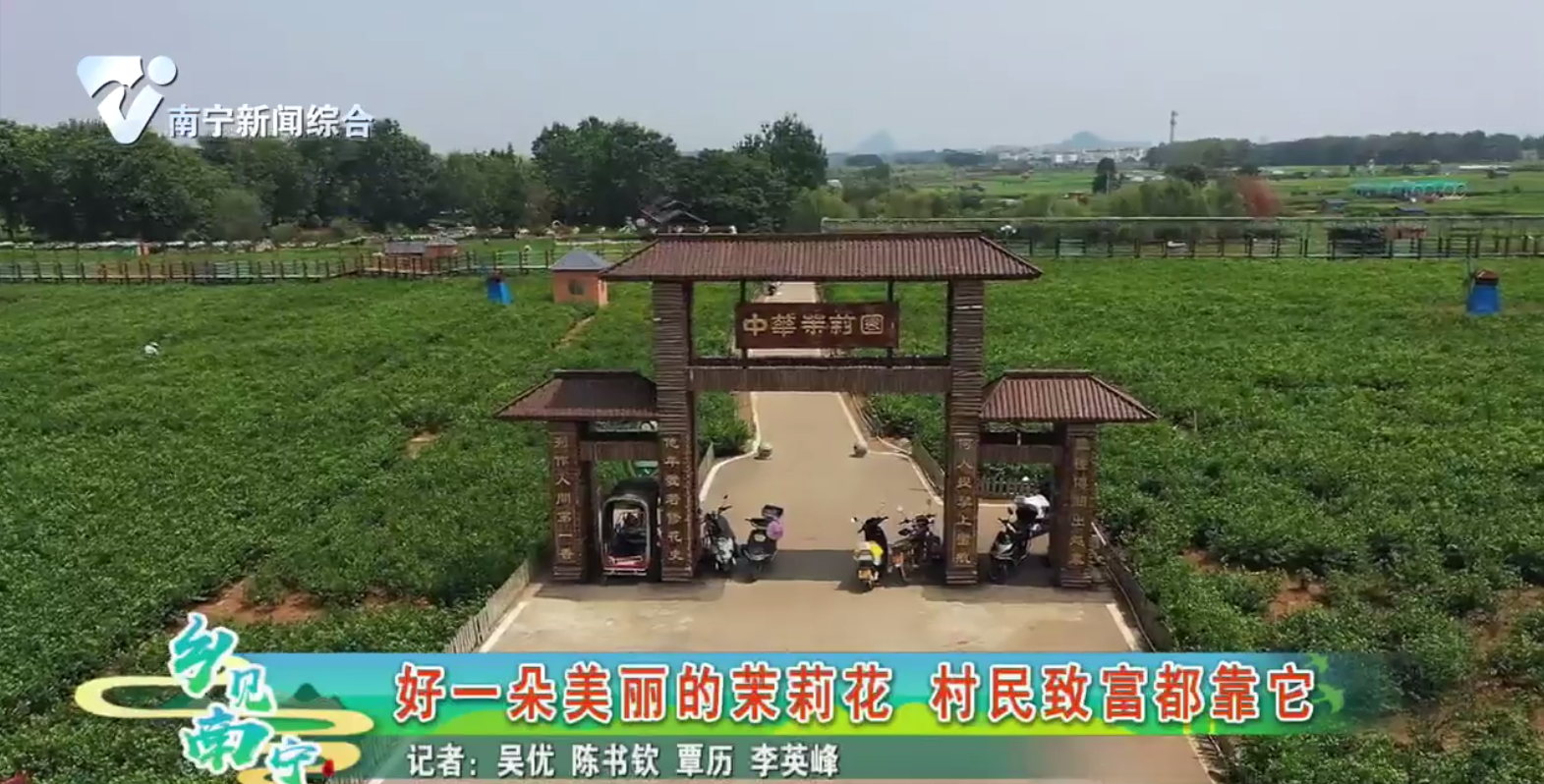 好一朵美丽的茉莉花 村民致富都靠它