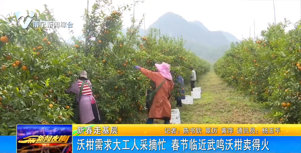 沃柑需求大工人采摘忙    春节临近武鸣沃柑卖得火