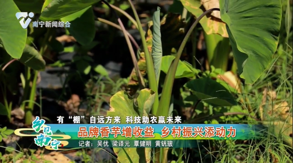 【有“棚”自远方来 科技助农赢未来】品牌香芋增收益 乡村振兴添动力