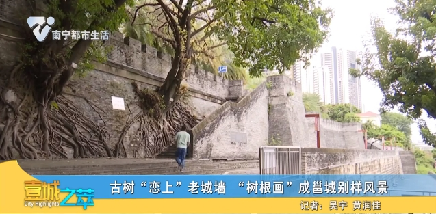 古树“峦上”老城墙 “树根画”成邕城别样风景