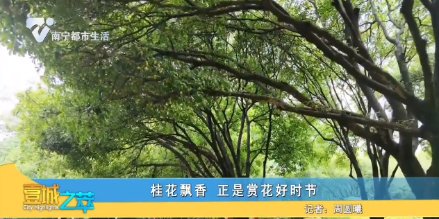 桂花飘香 正是赏花好时节