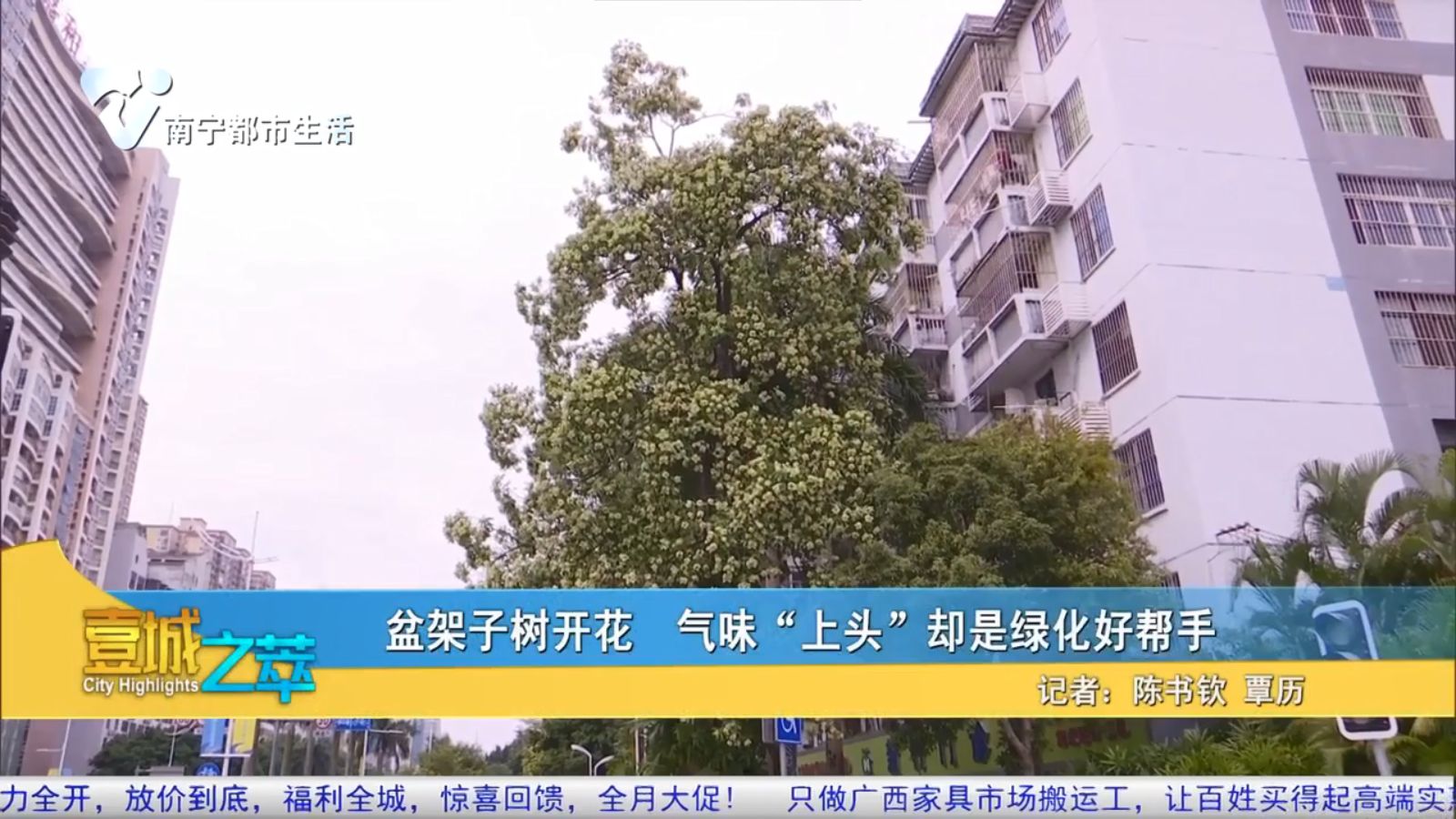 盆架子树开花 气味“上头”却是绿化好帮手